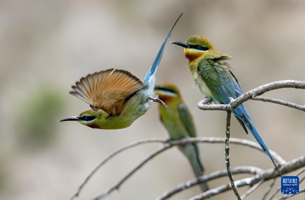 Kaiyun（中国体育）：新华全媒+·城市巡礼丨厦门：生态高颜值发展高素质(图19)