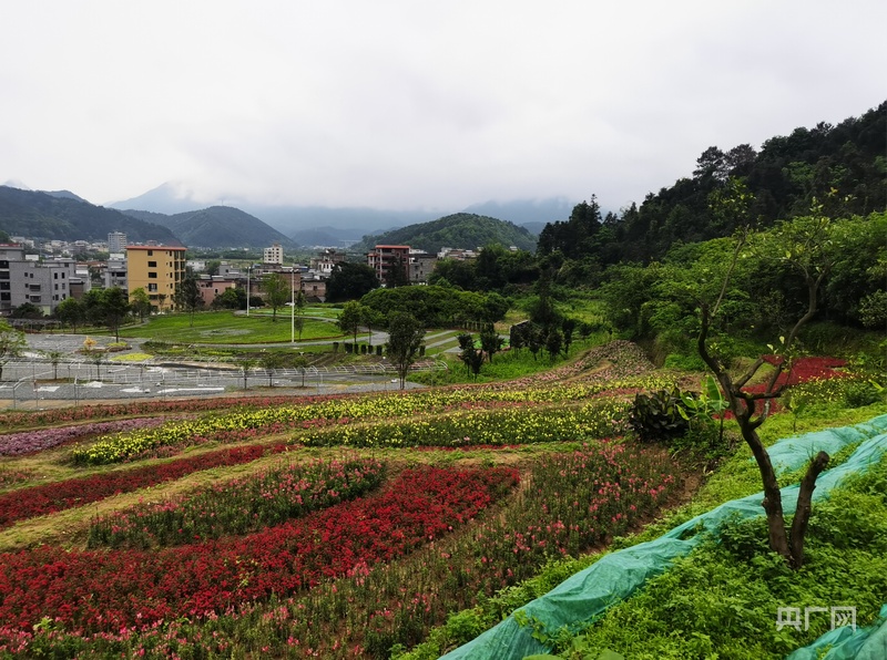 锚定现代化改革再深化｜清远连山探索“三地活化”激活乡村“沉睡”资源(图3)