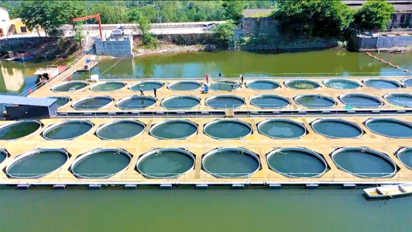 水上“健身房”养出生态鱼丰都硒锶鱼成乡村振兴新抓手(图1)