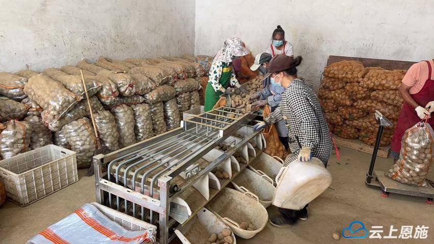 党建引领聚合力国企担当暖民心——咸丰县农旅集团探索“党建强、发展强、民生暖”实践路径(图2)