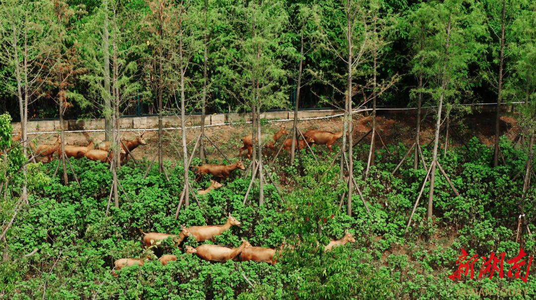 大美洞庭③丨一江碧水绘新卷(图4)