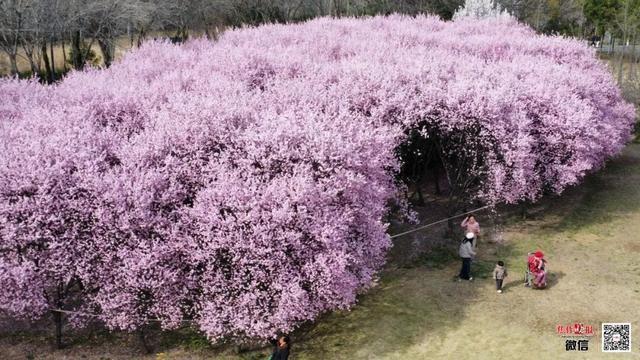 焦作7座体育公园都有哪些运动清单？(图2)