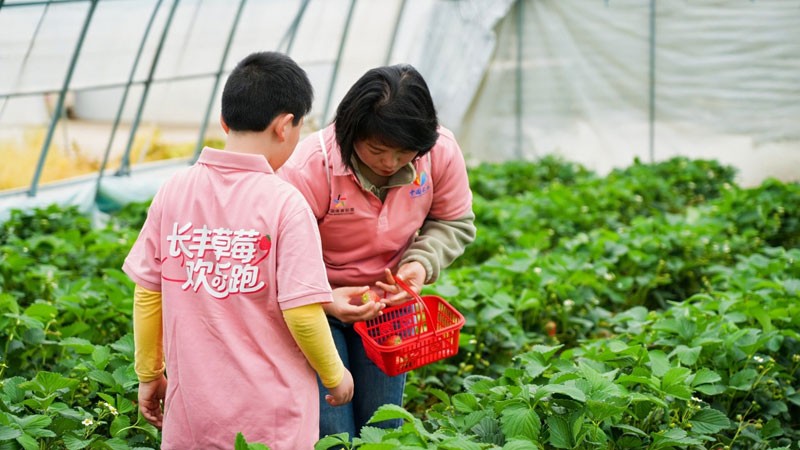 2026长丰县第二届草莓采摘亲子游全民健身欢乐跑活动圆满落幕(图4)