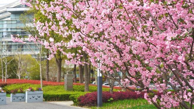 Kaiyun体育网站：免费玩、能PK……半马苏河公园上新智能健身器材(图6)